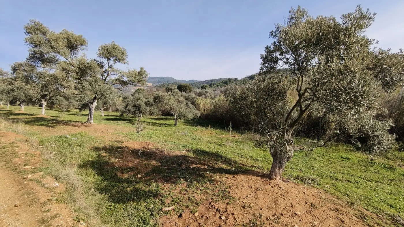 Dirmil Köyünde Yola Cephe Tek Tapu 1.630 m² Zeytinlik