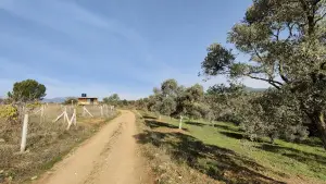 Dirmil Köyünde Yola Cephe Tek Tapu 1.630 m² Zeytinlik
