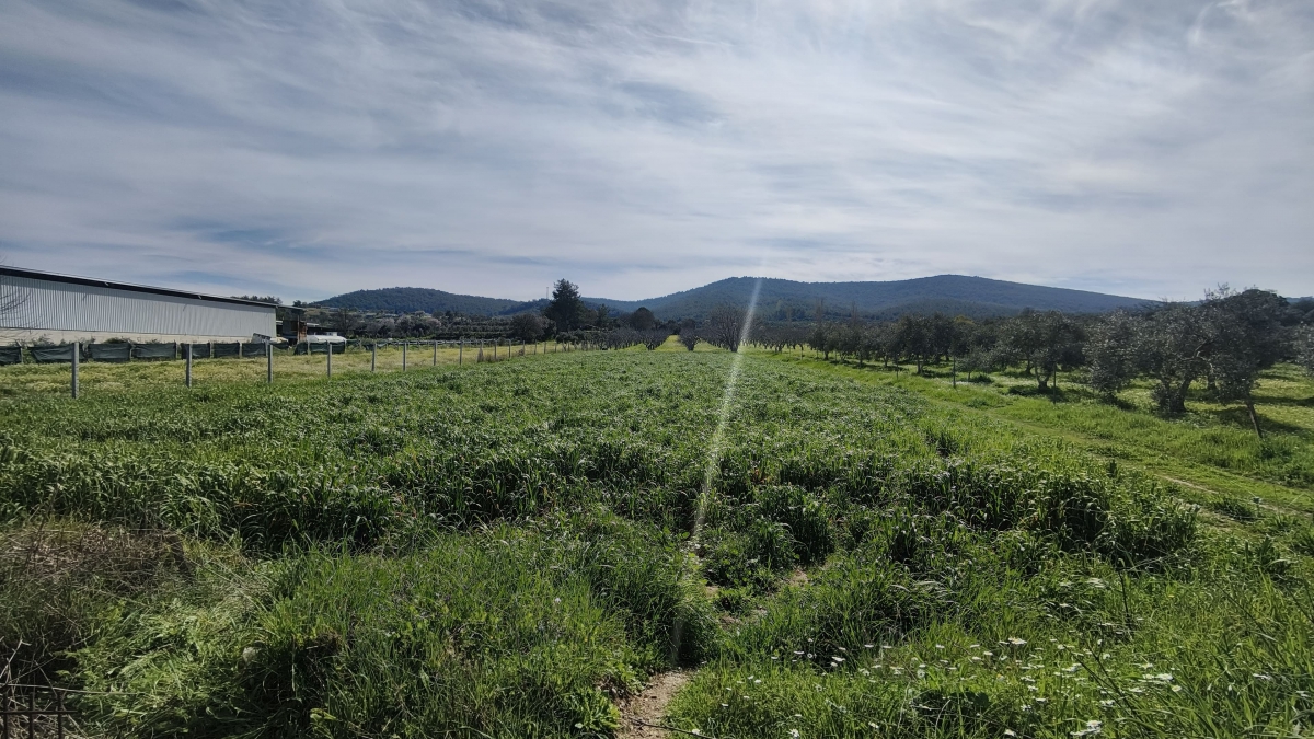 Tek Tapulu İncir Ağaçlarıyla DeğerliTarla 2100 m2