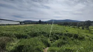 Tek Tapulu İncir Ağaçlarıyla DeğerliTarla 2100 m2 Tek Tapulu İncir Ağaçlarıyla DeğerliTarla 2100 m2