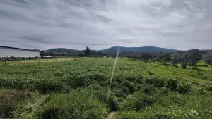 Tek Tapulu İncir Ağaçlarıyla DeğerliTarla 2100 m2 Tek Tapulu İncir Ağaçlarıyla DeğerliTarla 2100 m2
