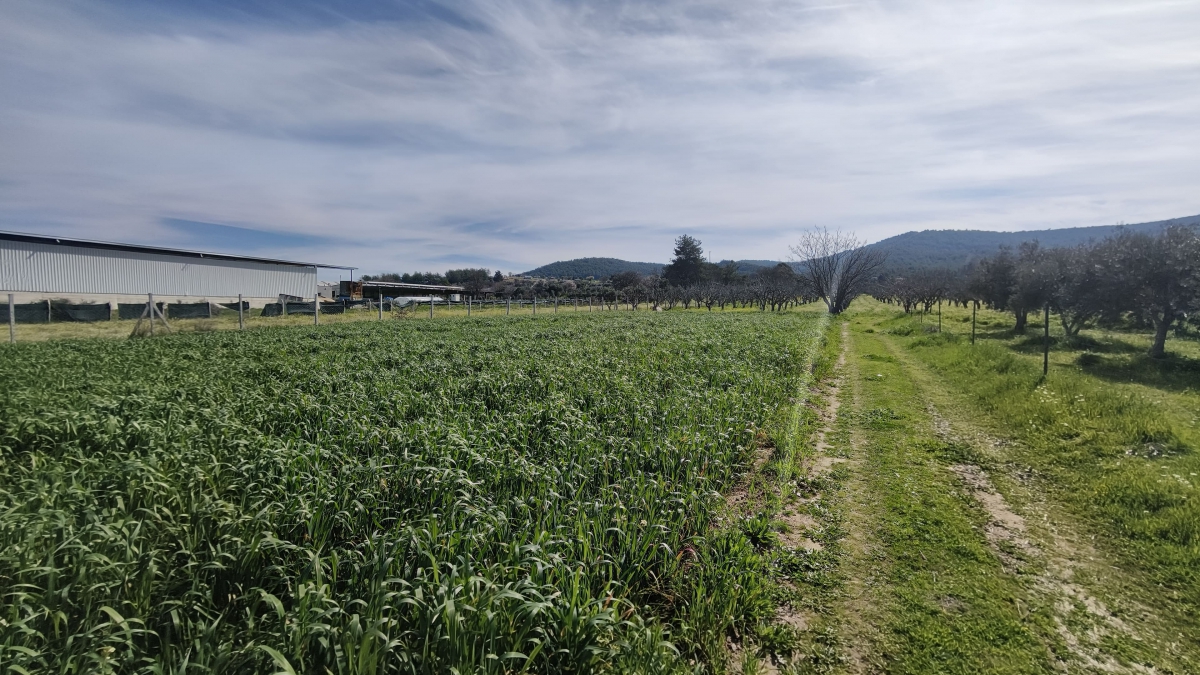 Tek Tapulu İncir Ağaçlarıyla DeğerliTarla 2100 m2