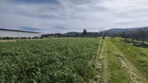 Tek Tapulu İncir Ağaçlarıyla DeğerliTarla 2100 m2 Tek Tapulu İncir Ağaçlarıyla DeğerliTarla 2100 m2