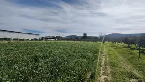 Tek Tapulu İncir Ağaçlarıyla DeğerliTarla 2100 m2 Tek Tapulu İncir Ağaçlarıyla DeğerliTarla 2100 m2