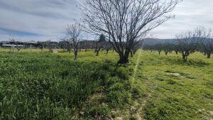 Tek Tapulu İncir Ağaçlarıyla Değerli Tarla 2127 m2