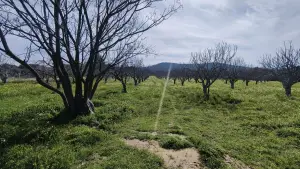 Tek Tapulu İncir Ağaçlarıyla DeğerliTarla 2100 m2 Tek Tapulu İncir Ağaçlarıyla DeğerliTarla 2100 m2