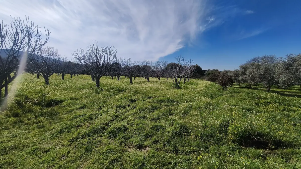 Tek Tapulu İncir Ağaçlarıyla DeğerliTarla 2100 m2