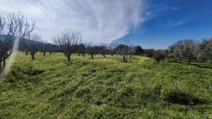 Tek Tapulu İncir Ağaçlarıyla Değerli Tarla 2127 m2