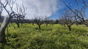 Tek Tapulu İncir Ağaçlarıyla DeğerliTarla 2100 m2 Tek Tapulu İncir Ağaçlarıyla DeğerliTarla 2100 m2
