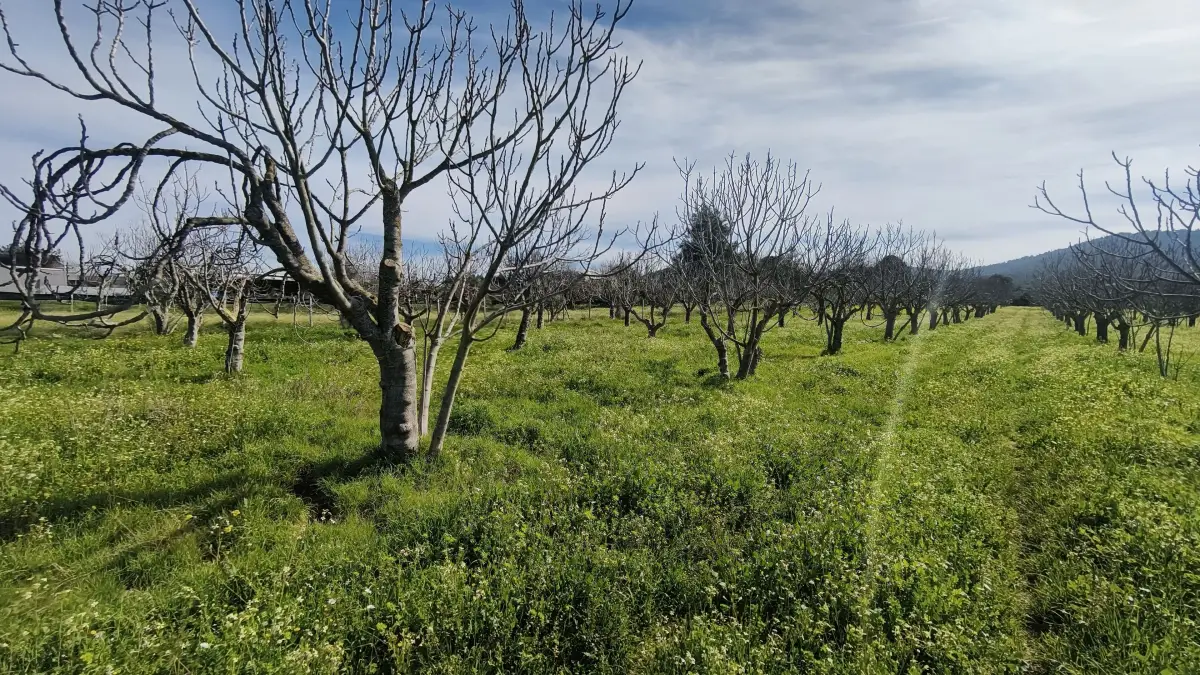 Tek Tapulu İncir Ağaçlarıyla DeğerliTarla 2100 m2