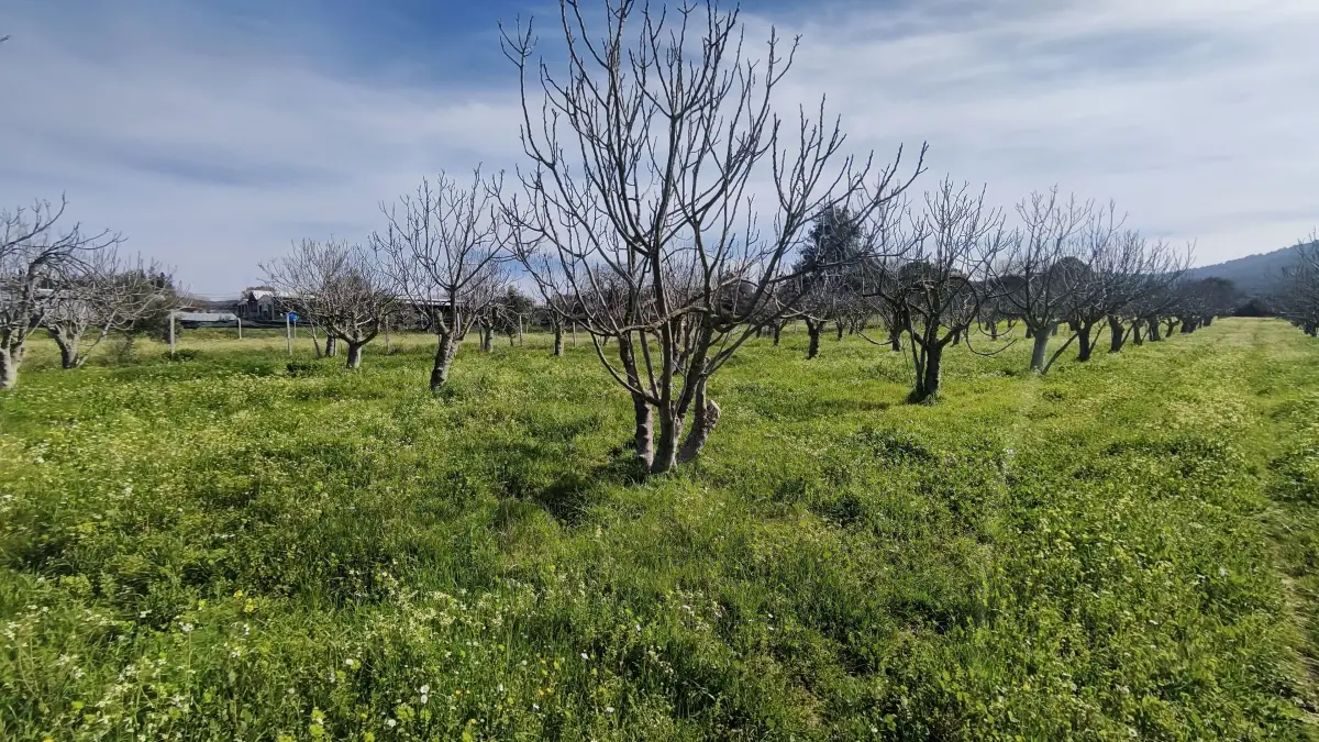 Tek Tapulu İncir Ağaçlarıyla DeğerliTarla 2100 m2