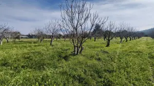 Tek Tapulu İncir Ağaçlarıyla DeğerliTarla 2100 m2 Tek Tapulu İncir Ağaçlarıyla DeğerliTarla 2100 m2