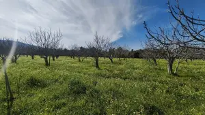Tek Tapulu İncir Ağaçlarıyla Değerli Tarla 2127 m2