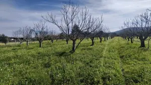 Tek Tapulu İncir Ağaçlarıyla Değerli Tarla 1943 m2 Tek Tapulu İncir Ağaçlarıyla Değerli Tarla 1943 m2