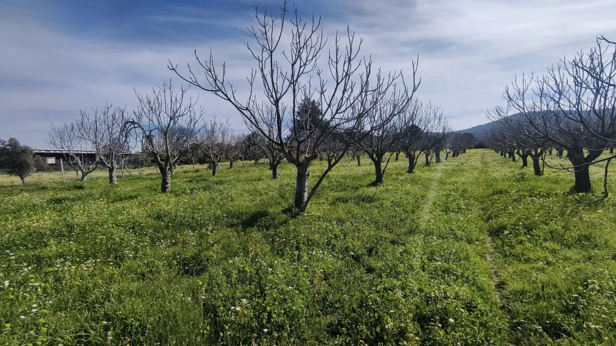 Tek Tapulu İncir Ağaçlarıyla DeğerliTarla 2100 m2