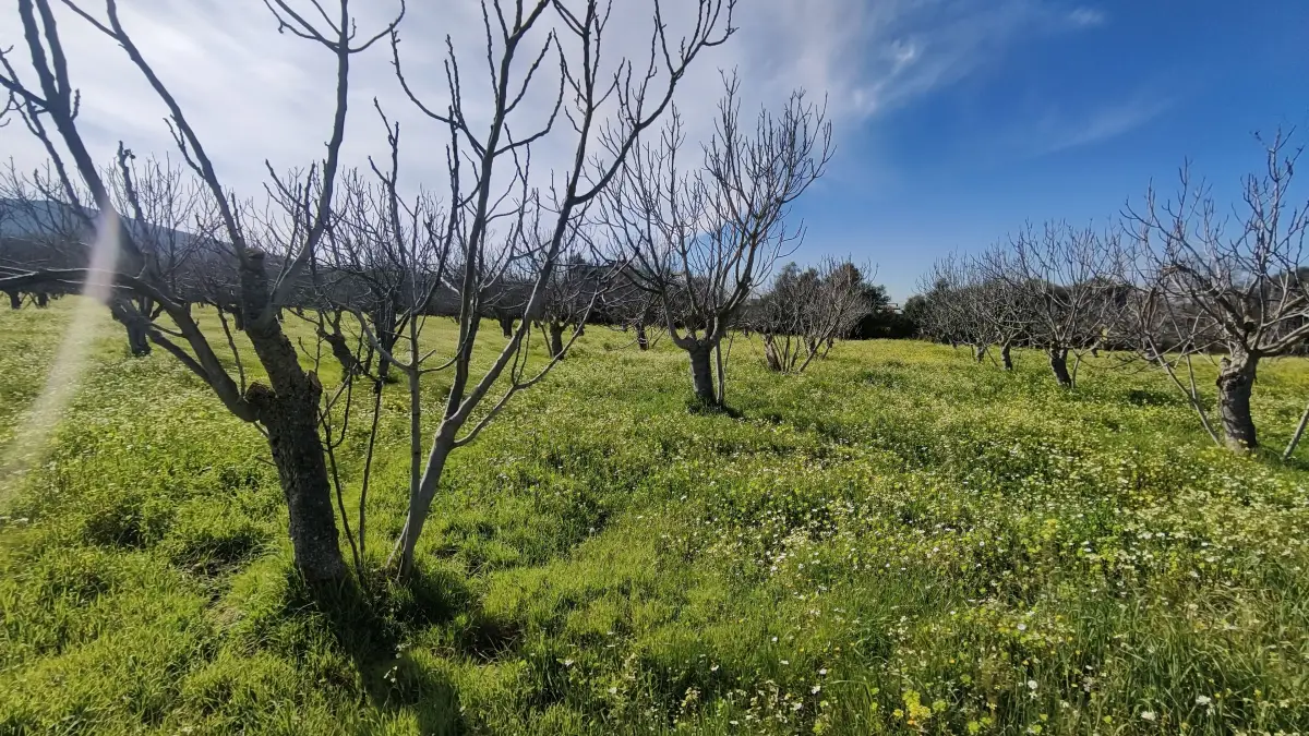 Tek Tapulu İncir Ağaçlarıyla DeğerliTarla 2100 m2