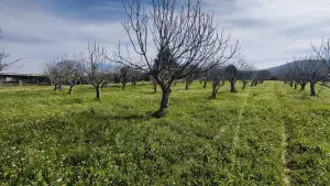Tek Tapulu İncir Ağaçlarıyla Değerli Tarla 2127 m2