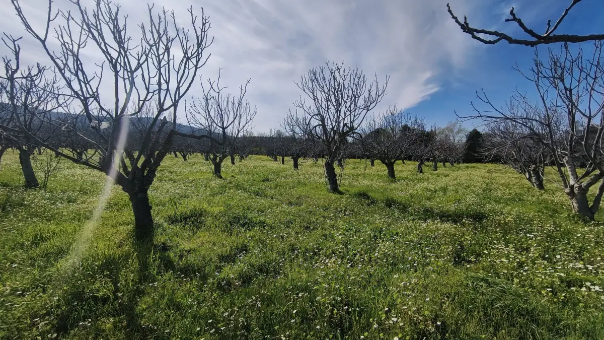 Tek Tapulu İncir Ağaçlarıyla DeğerliTarla 2100 m2
