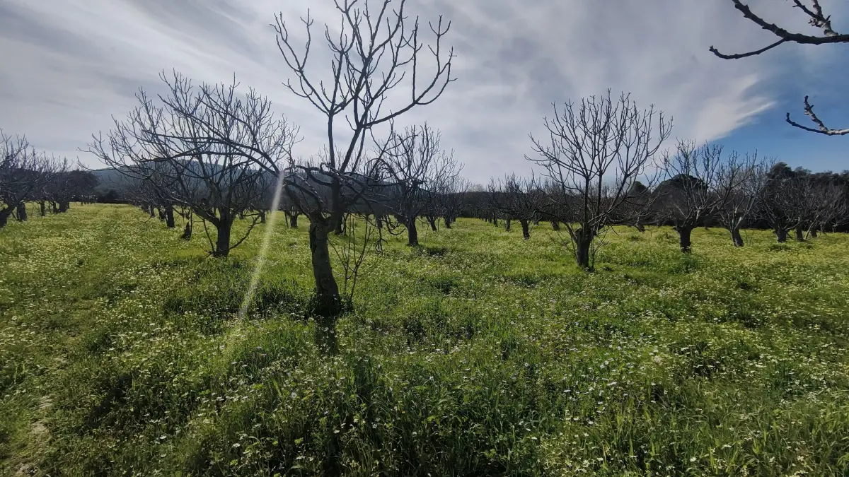 Tek Tapulu İncir Ağaçlarıyla DeğerliTarla 2100 m2