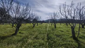Tek Tapulu İncir Ağaçlarıyla DeğerliTarla 2100 m2 Tek Tapulu İncir Ağaçlarıyla DeğerliTarla 2100 m2