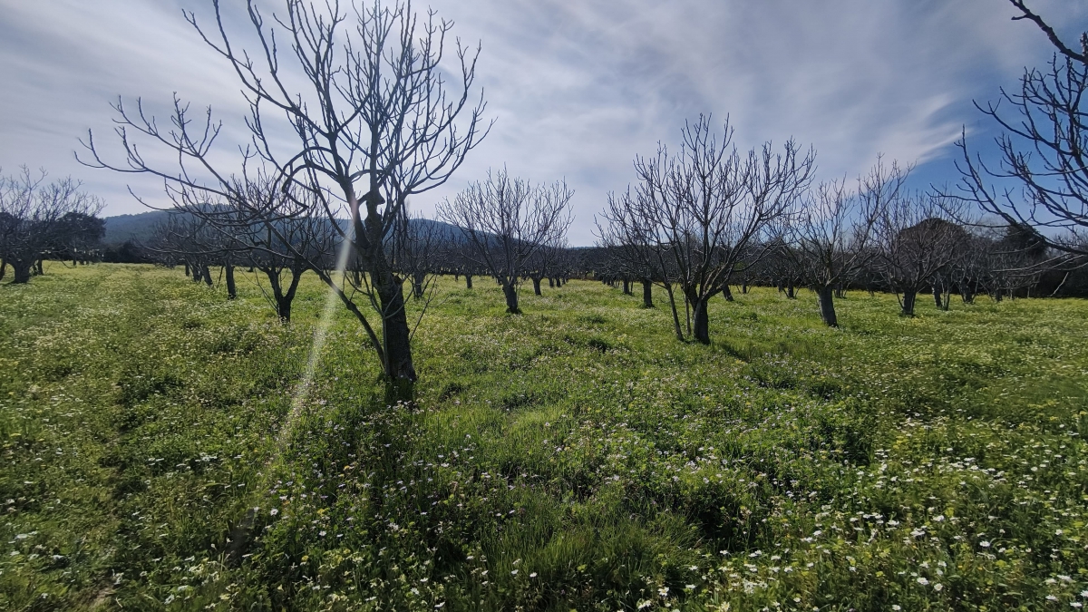 Tek Tapulu İncir Ağaçlarıyla Değerli Tarla 6279 m2