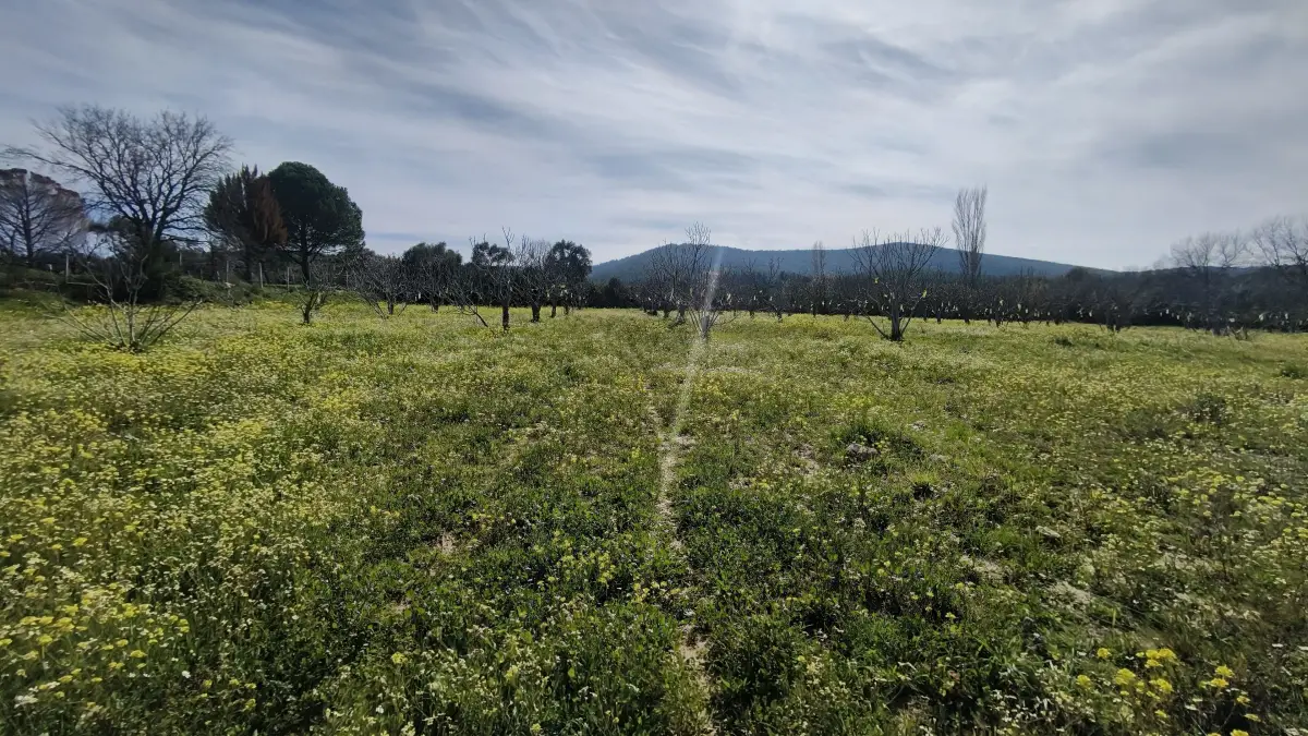 Tek Tapulu İncir Ağaçlarıyla Değerli Tarla 6279 m2