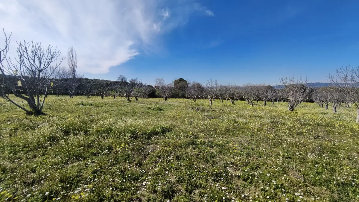 Tek Tapulu İncir Ağaçlarıyla Değerli Tarla 6279 m2