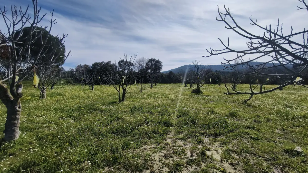 Tek Tapulu İncir Ağaçlarıyla Değerli Tarla 6279 m2
