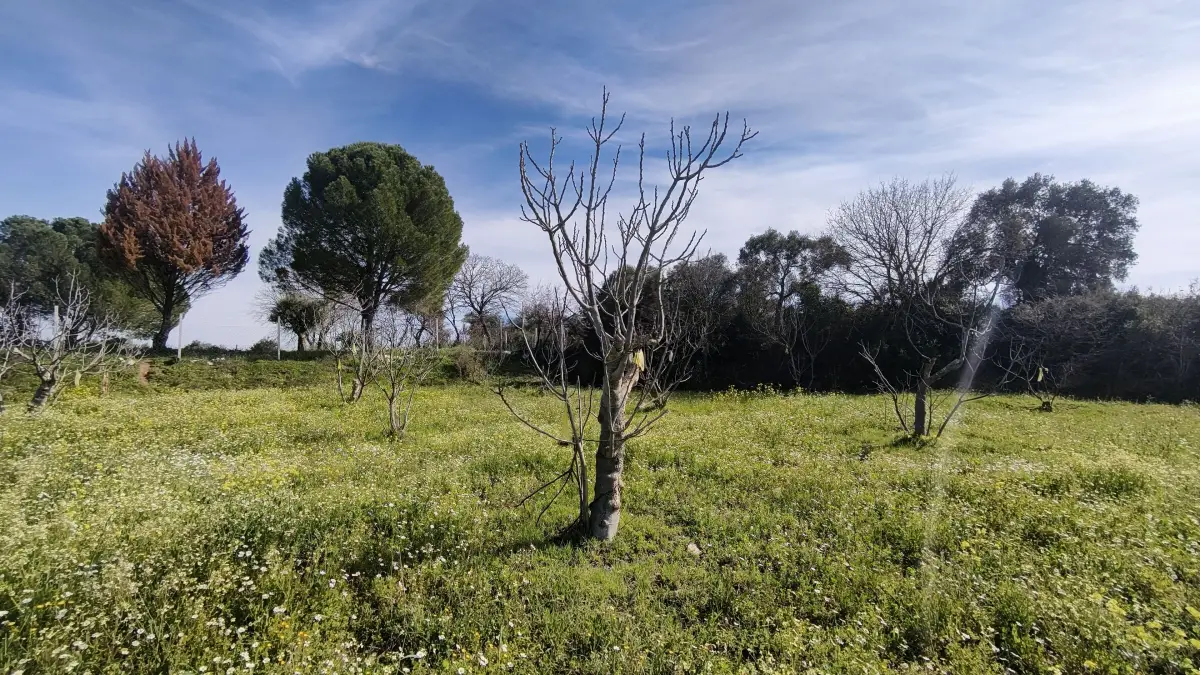 Tek Tapulu İncir Ağaçlarıyla Değerli Tarla 6279 m2