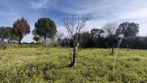 Tek Tapulu İncir Ağaçlarıyla Değerli Tarla 6279 m2 Tek Tapulu İncir Ağaçlarıyla Değerli Tarla 6279 m2