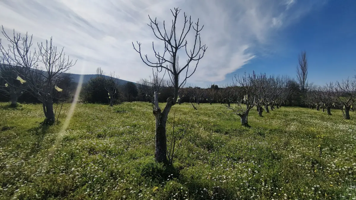 Tek Tapulu İncir Ağaçlarıyla Değerli Tarla 6279 m2