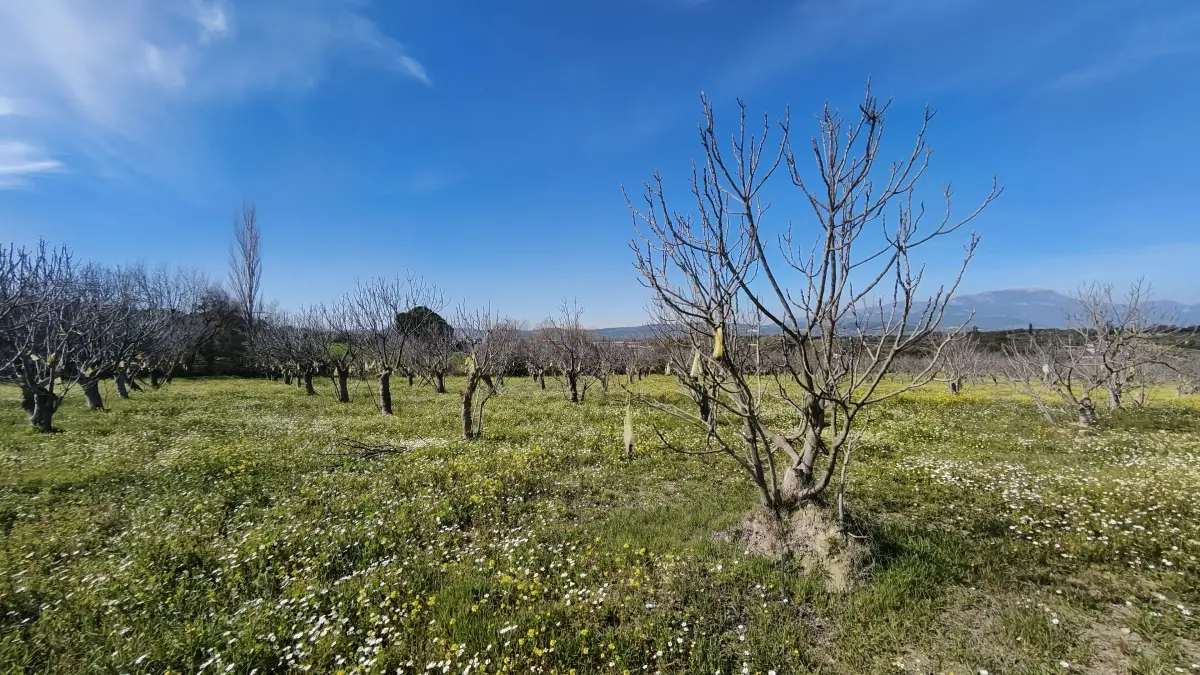 Tek Tapulu İncir Ağaçlarıyla Değerli Tarla 6279 m2