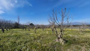 Tek Tapulu İncir Ağaçlarıyla Değerli Tarla 6279 m2 Tek Tapulu İncir Ağaçlarıyla Değerli Tarla 6279 m2