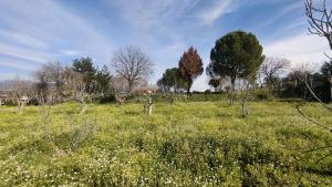 Tek Tapulu İncir Ağaçlarıyla Değerli Tarla 2524 m2 Tek Tapulu İncir Ağaçlarıyla Değerli Tarla 2524 m2