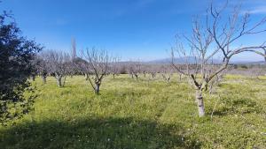 Tek Tapulu İncir Ağaçlarıyla Değerli Tarla 2524 m2 Tek Tapulu İncir Ağaçlarıyla Değerli Tarla 2524 m2