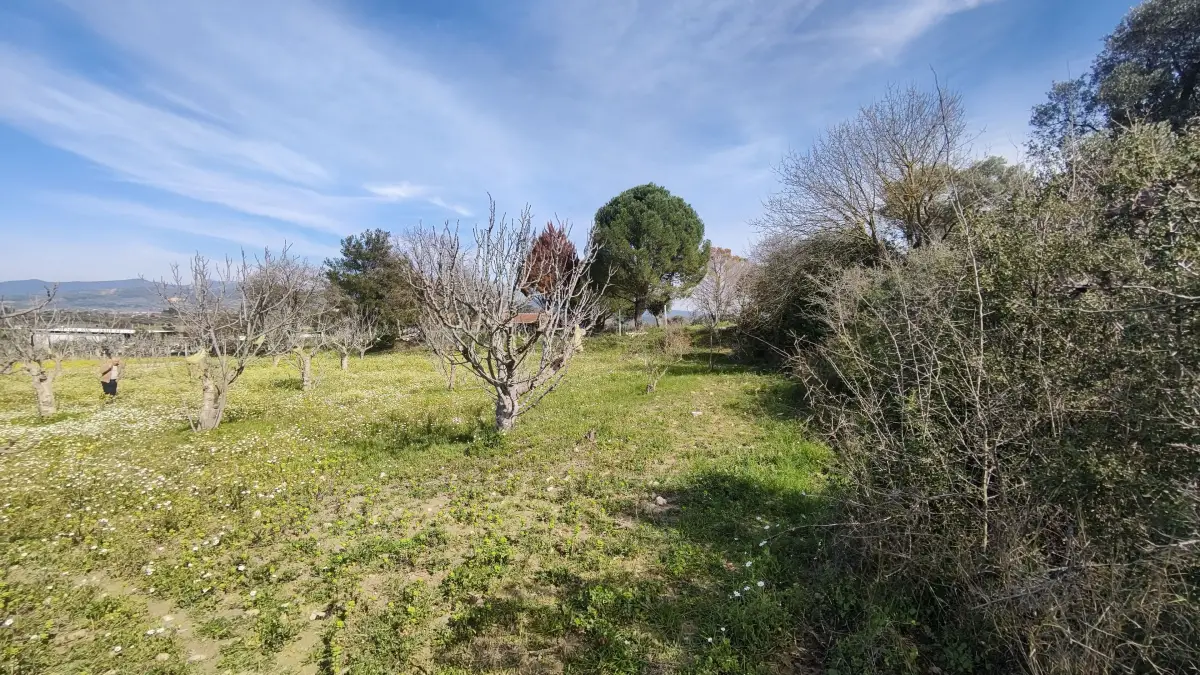 Tek Tapulu İncir Ağaçlarıyla Değerli Tarla 2524 m2