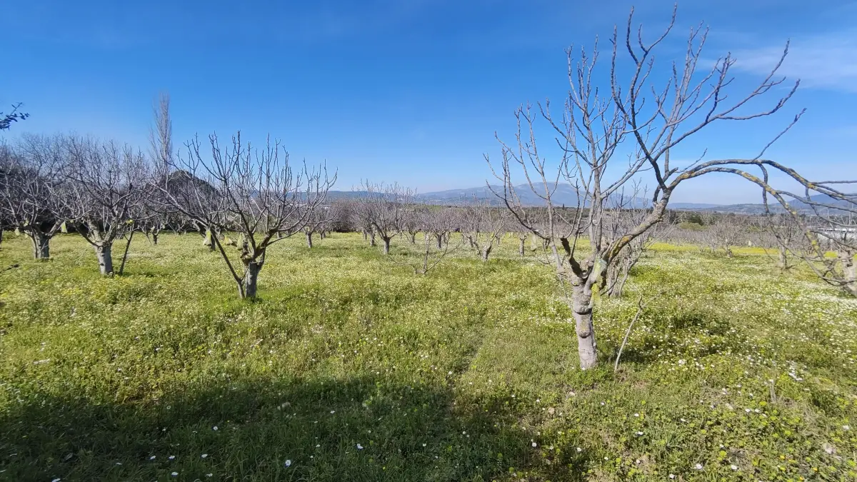 Tek Tapulu İncir Ağaçlarıyla Değerli Tarla 2524 m2