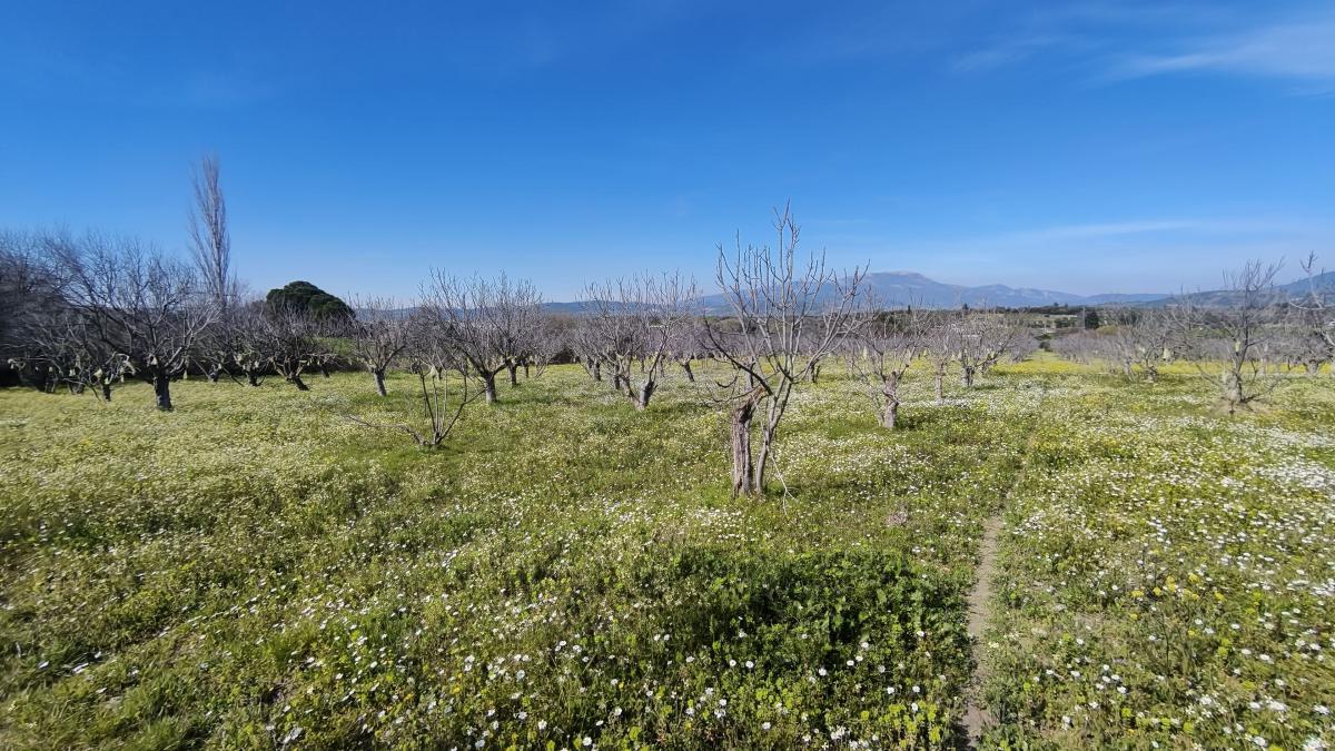 Tek Tapulu İncir Ağaçlarıyla Değerli Tarla 2524 m2