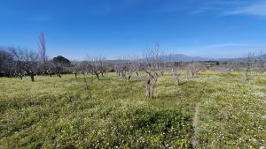 Tek Tapulu İncir Ağaçlarıyla Değerli Tarla 2524 m2 Tek Tapulu İncir Ağaçlarıyla Değerli Tarla 2524 m2