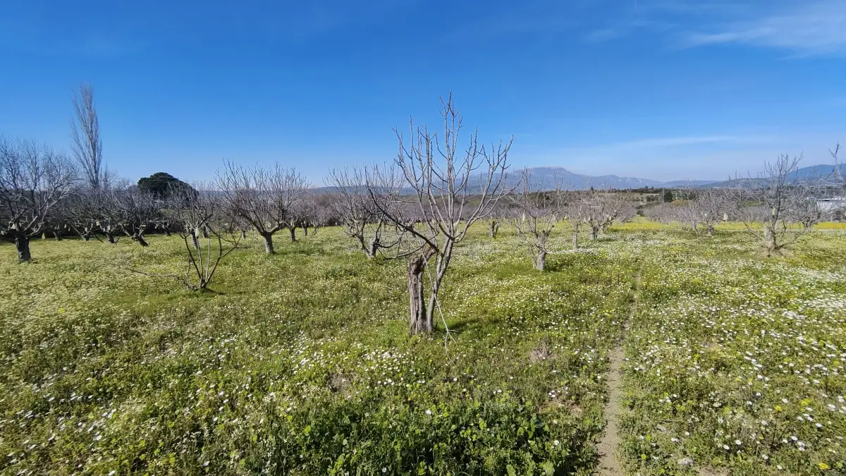 Tek Tapulu İncir Ağaçlarıyla Değerli Tarla 2524 m2