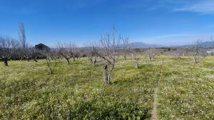 Tek Tapulu İncir Ağaçlarıyla Değerli Tarla 2524 m2 Tek Tapulu İncir Ağaçlarıyla Değerli Tarla 2524 m2