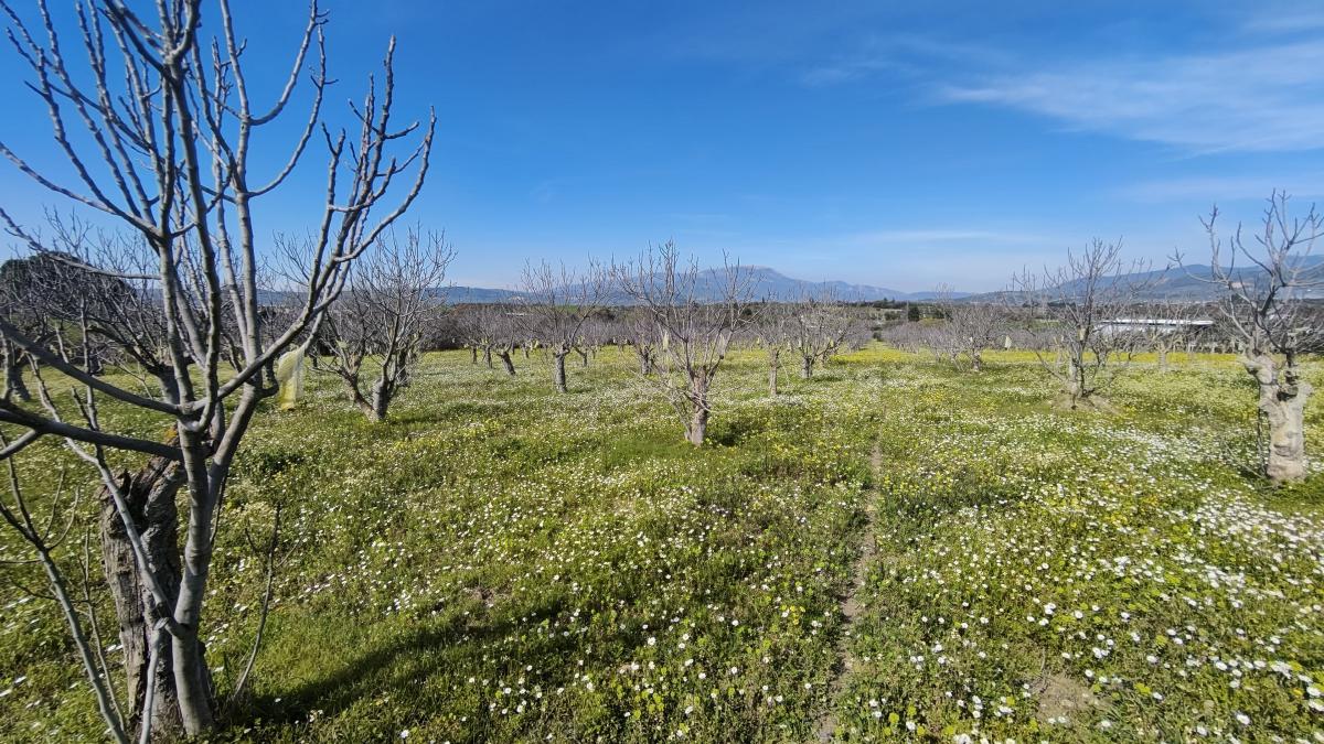 Tek Tapulu İncir Ağaçlarıyla Değerli Tarla 2524 m2