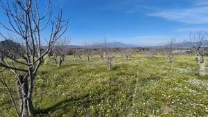 Tek Tapulu İncir Ağaçlarıyla Değerli Tarla 2524 m2 Tek Tapulu İncir Ağaçlarıyla Değerli Tarla 2524 m2