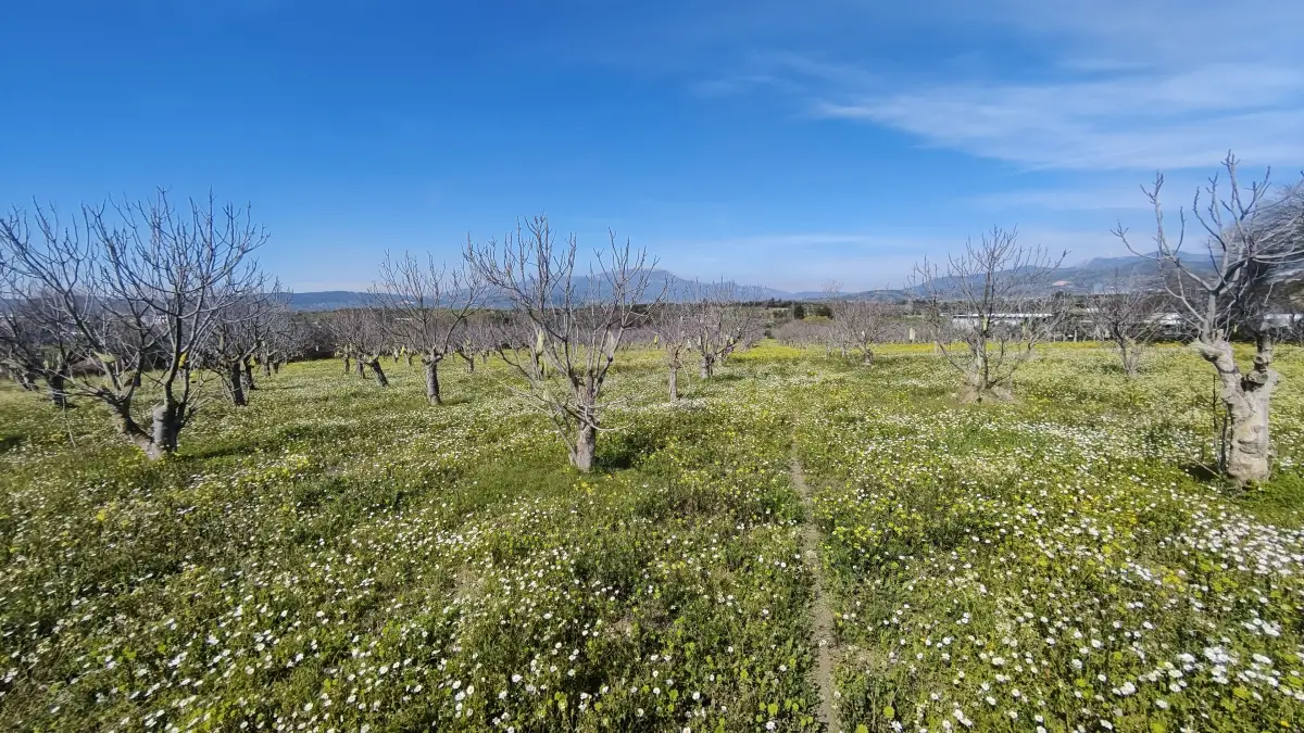 Tek Tapulu İncir Ağaçlarıyla Değerli Tarla 2524 m2