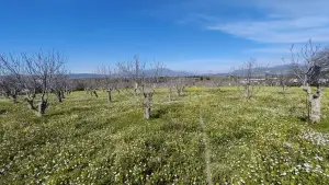 Tek Tapulu İncir Ağaçlarıyla Değerli Tarla 2524 m2 Tek Tapulu İncir Ağaçlarıyla Değerli Tarla 2524 m2