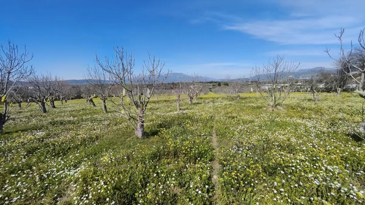 Tek Tapulu İncir Ağaçlarıyla Değerli Tarla 2524 m2