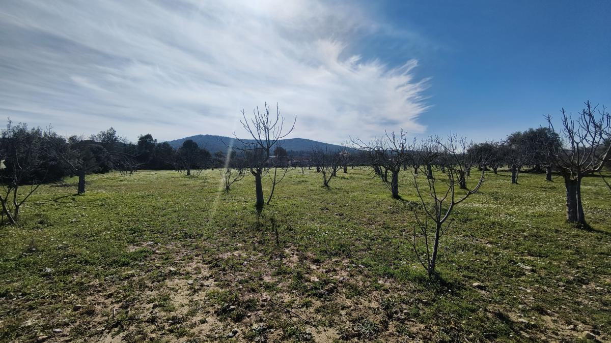 Tek Tapulu İncir Ağaçlarıyla Değerli Tarla 9275 m2