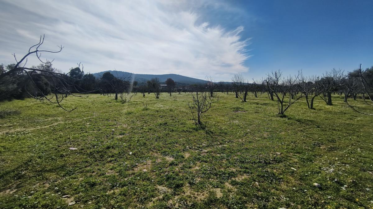 Tek Tapulu İncir Ağaçlarıyla Değerli Tarla 9275 m2
