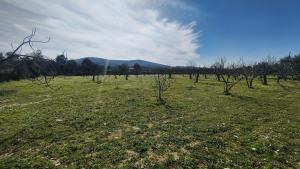 Tek Tapulu İncir Ağaçlarıyla Değerli Tarla 9275 m2 Tek Tapulu İncir Ağaçlarıyla Değerli Tarla 9275 m2