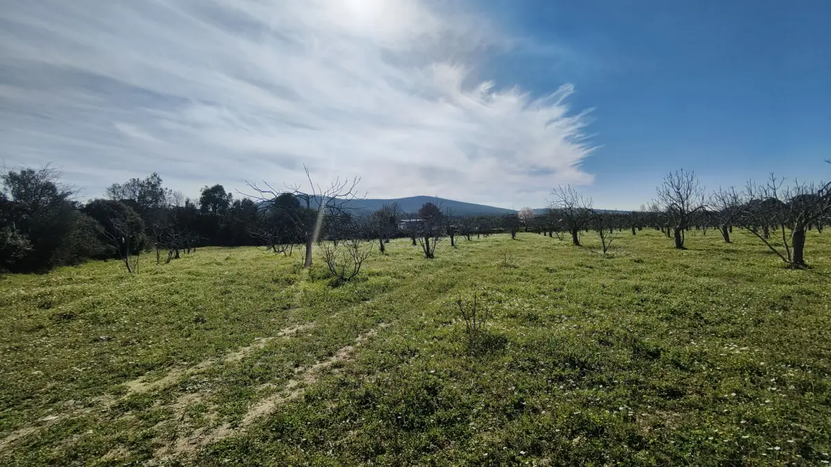 Tek Tapulu İncir Ağaçlarıyla Değerli Tarla 9275 m2